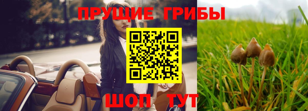 Камышлов  купить закладку  Вход с VPN  Псилоцибиновые грибы Magic Shrooms 